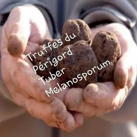 Chateau De L Herm, Lascaux, Sarlat, En Perigord Noir Rouffignac Saint-Cernin